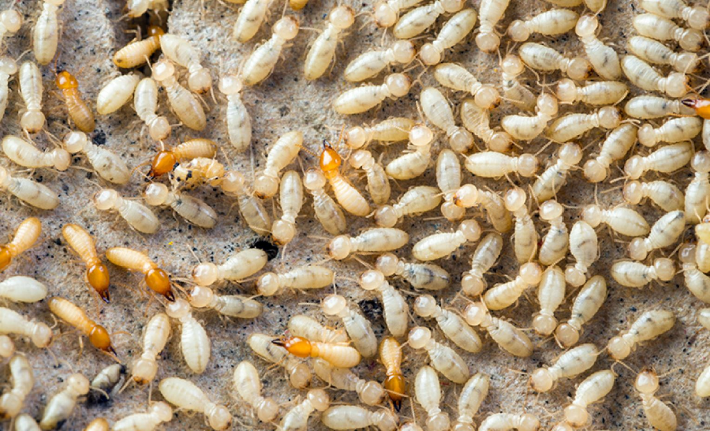 Termite Control Roanoke VA (1)